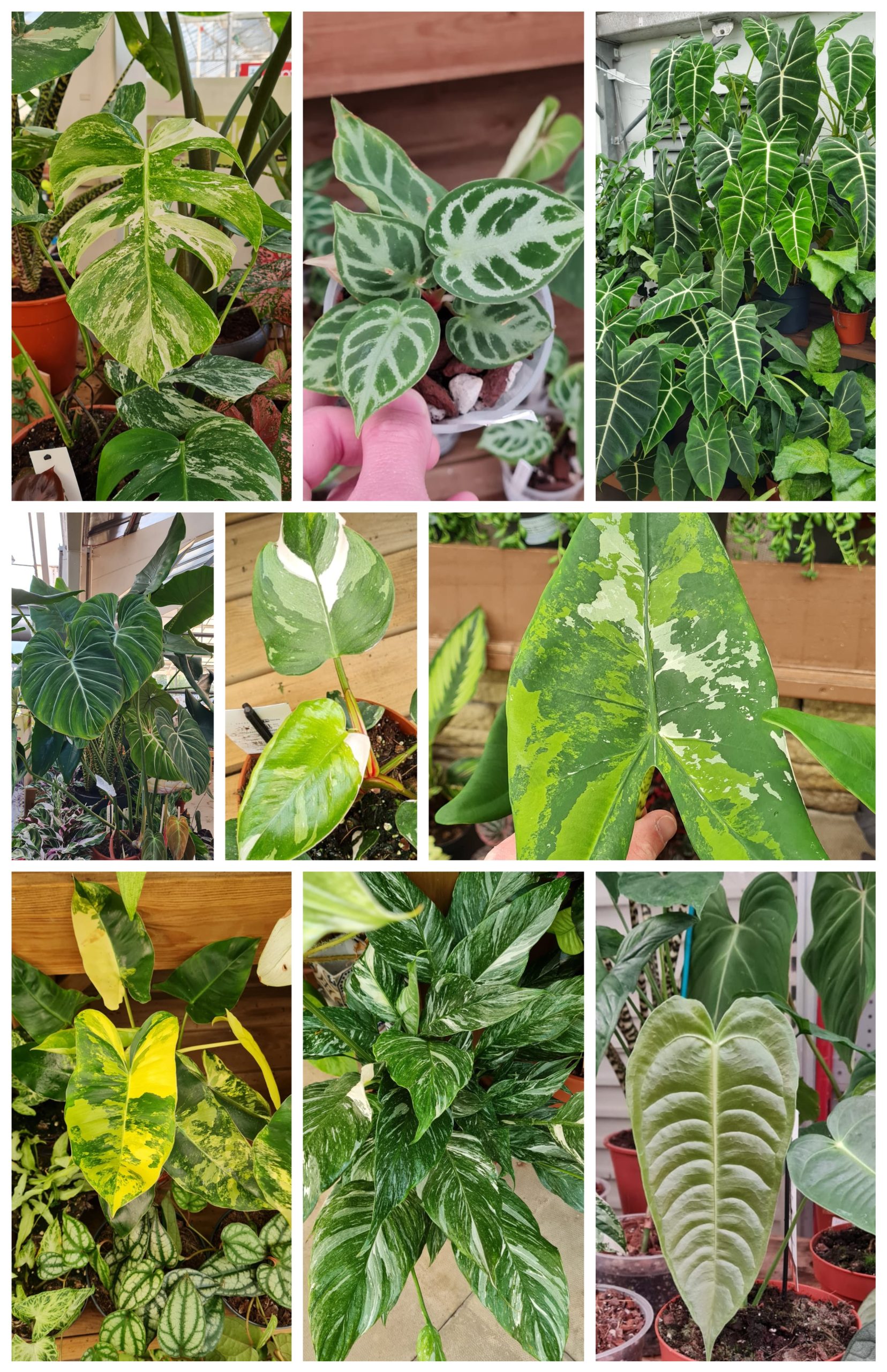 House Plants for Sale at Dean's Garden Centre in York